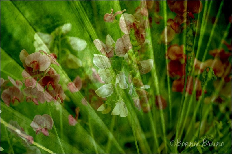 Winds of Change 12x18 Fine Art Photo Print - floral collage - photo montage