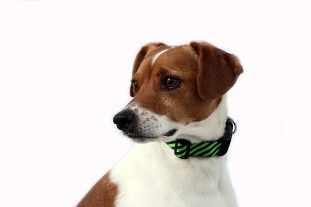 1 Inch Wide Dog Collar with Adjustable Buckle or Martingale in Power Tie in Lime and Blueberry