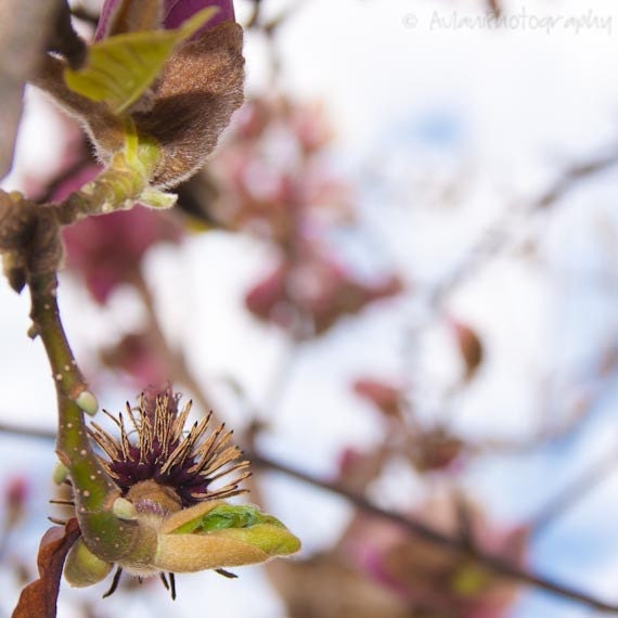 Magnolia photograph, signed fine art 8x8 photographic print. Free domestic shipping.
