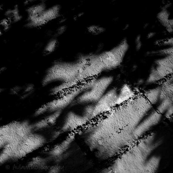Black and white shadow face, 8x8 photographic print. Free domestic shipping.