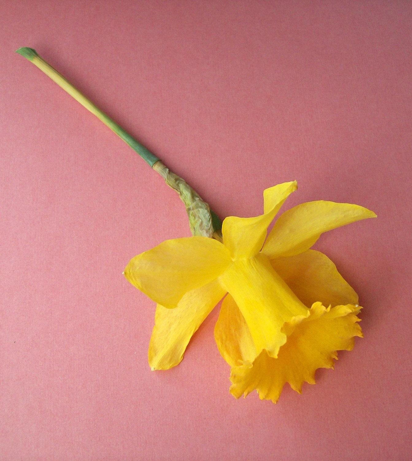 3 Dried Daffodils Real Flowers