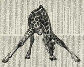 giraffe featured on camillapihl.no blog - vintage giraffe artwork printed on page from old dictionary..
