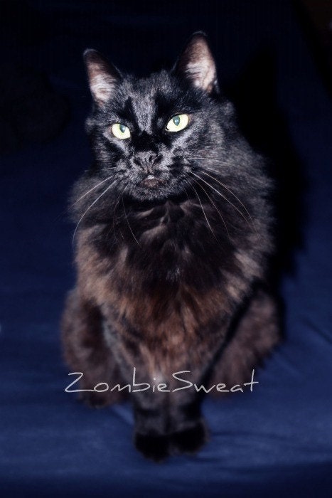 Black cat 8x10 black cat print