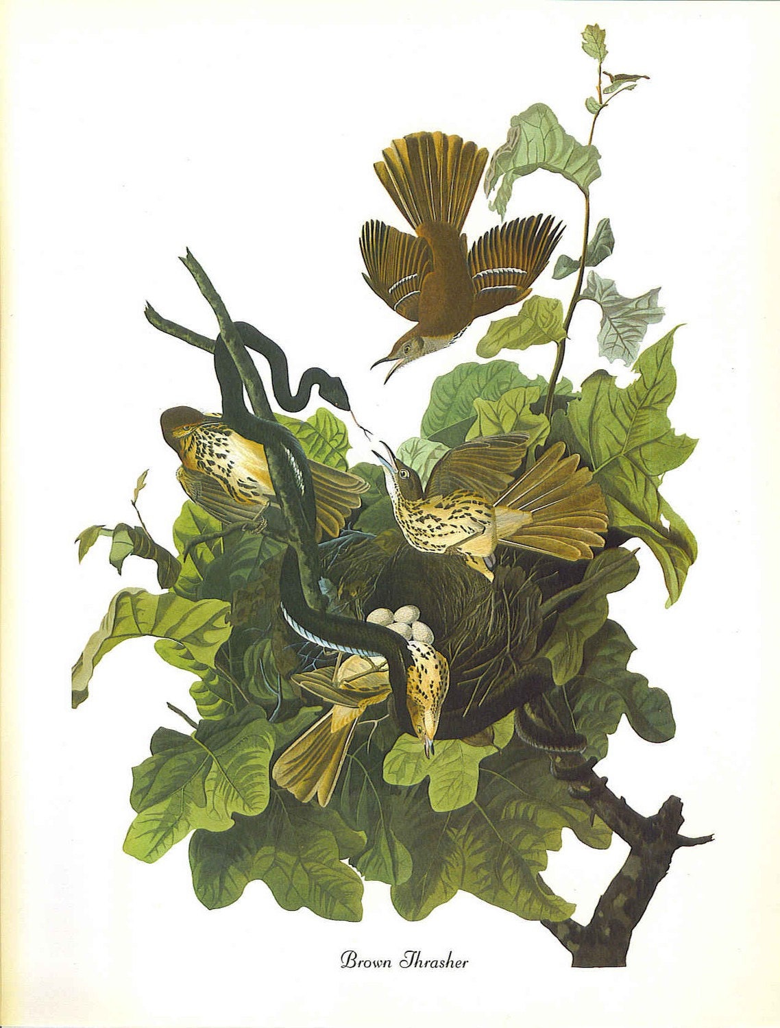 Vintage Audubon Favorite Birds of America Print--Brown Thrasher