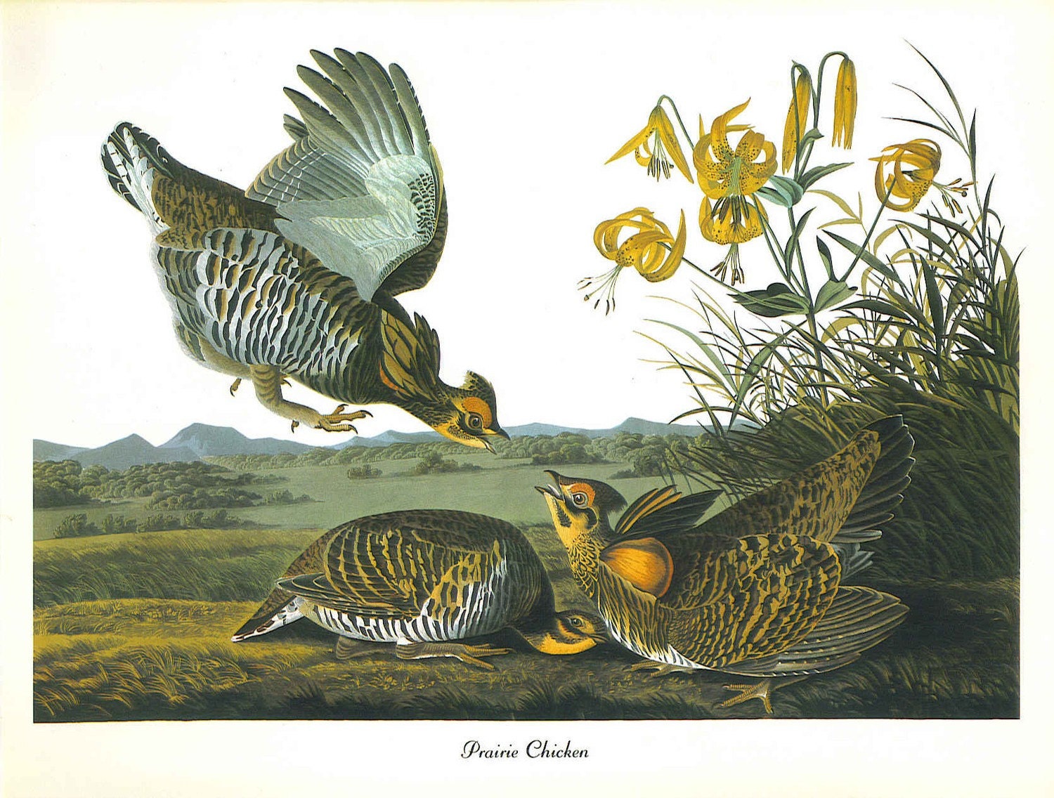 Vintage Audubon Favorite Birds of America Print--Prairie Chicken