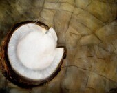 Still Life with Coconut