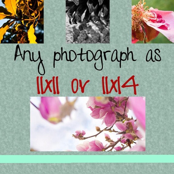Any image as a 11x11 or 11x14 print. Free domestic shipping.