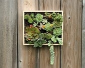 Step-by-Step PDF Instructions: Wall-Mounted Succulent Garden