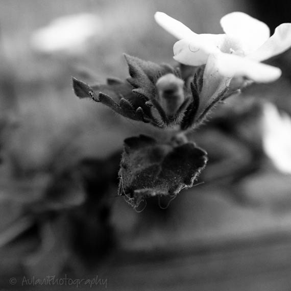 Black and white floral print, gritty 4x4. Free domestic shipping.