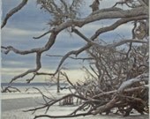 Tangled Shadows - Ossabaw Island - Photo Encaustic on Cradled Wood Panel