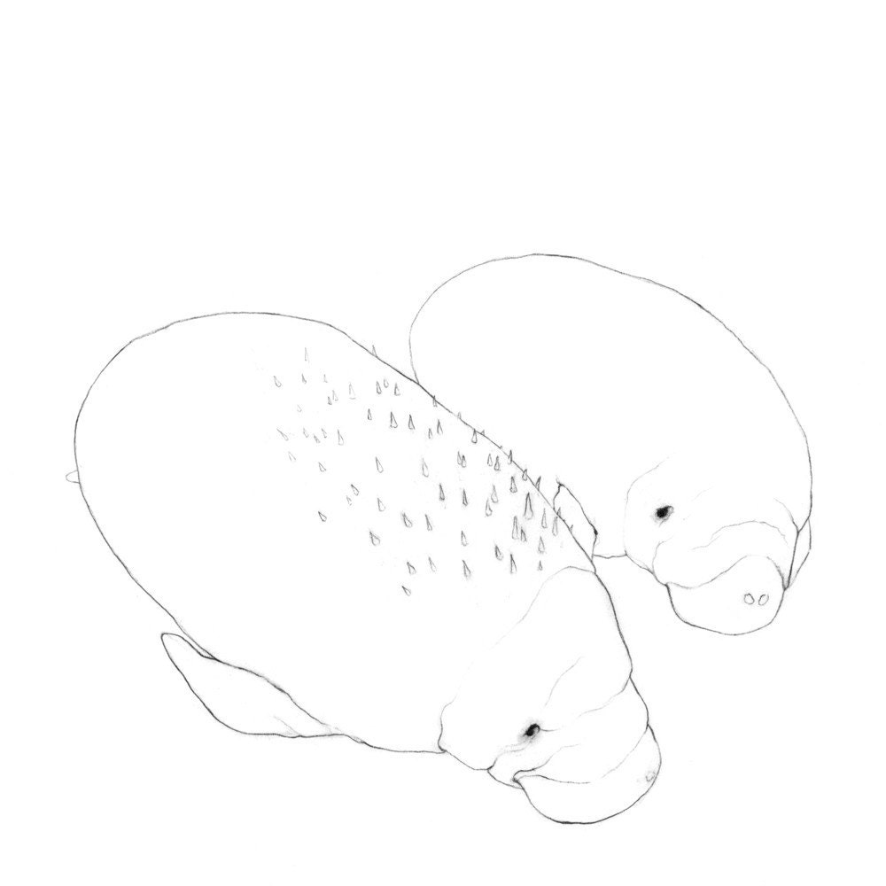 Sea Egg - Original Drawing - 7x7