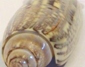 Adore Sapelo Olive Shell Pendant
