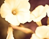 Indian summer, closeup flower picture, 8x8 photographic print. Free domestic shipping.