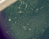 Mint green spider web, 8x8 print, nature photography. Free domestic shipping.
