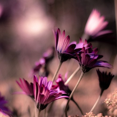 Purple photography: Rough winds do shake - spring gusts tug at violet gerbera - fine art nature print - 12x12 - sparksoffire