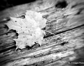 Fallen Leaf on Wood - 5x7 black & white print