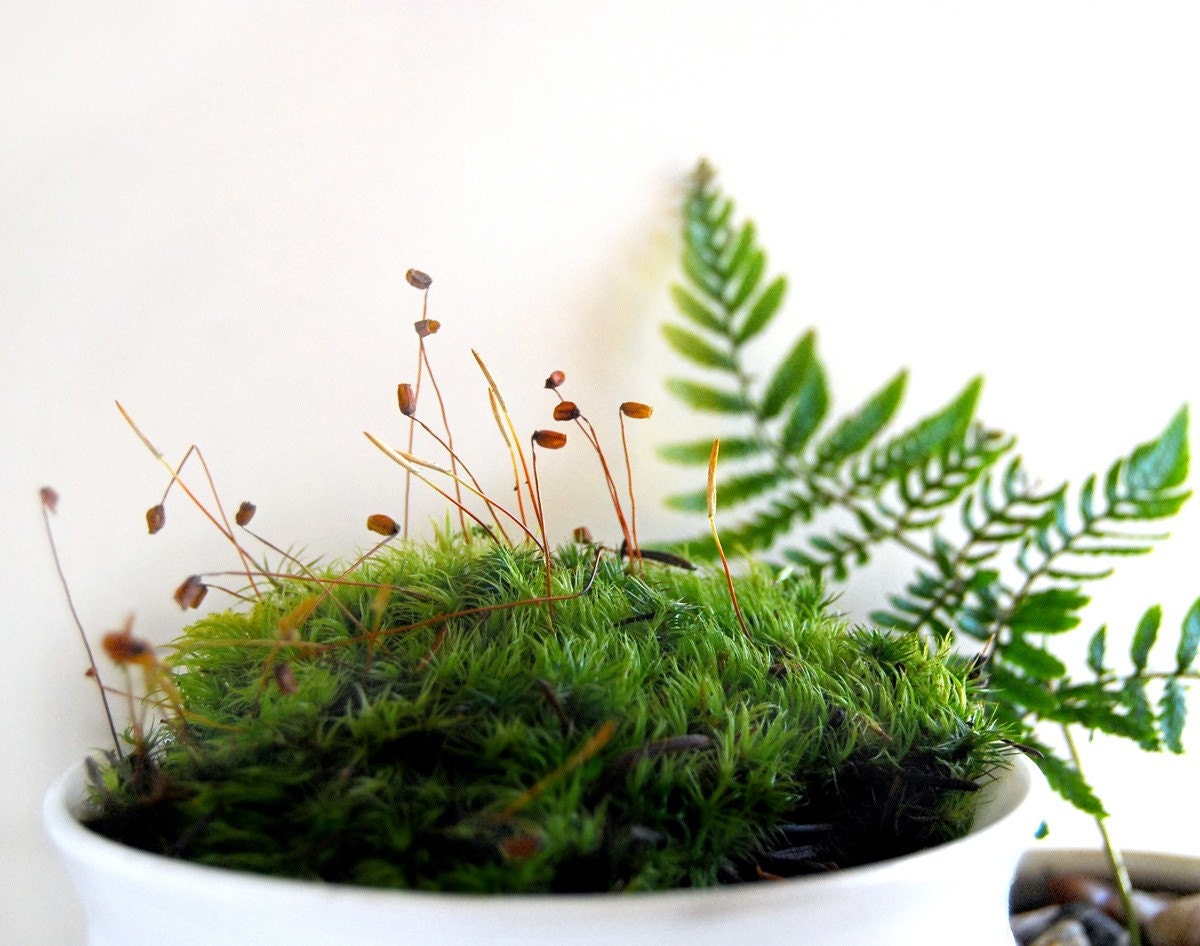 Mood Moss For Terrariums Fresh and Green