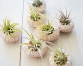 Pink Sea Urchin and Air Plant Duo