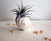 petite . air plant . tillandsia . starfish . terrarium