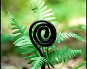 DIY paper flower kit - monkey tail fern - make your own extraordinary paper flowers