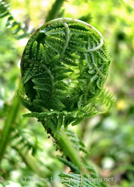 5x7 Fern Photograph