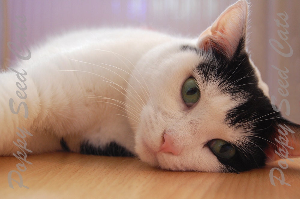 12 X 8 (UK A4) Photography Print "Chillin"