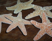 Natural Sugar Starfish for Decor & Crafts Nature's Supplies (3) 2-3" size - seashellsbyseashore