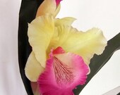 Cattleya Orchid Plant