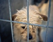 shelter dog no. 35, worriesome