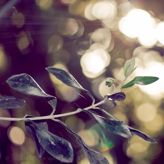 Bokeh, sunset photography, etheral nature, branch, romantic, 8x8 photographic print. Free domestic shipping.