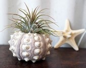 large . pineapple . air plant . tillandsia . urchin .  terrarium