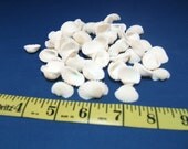 50 White Ark Seashells-Great for Wedding favors,VBS & Sunday School Projects, Shell Flowers, Sailors Valentines