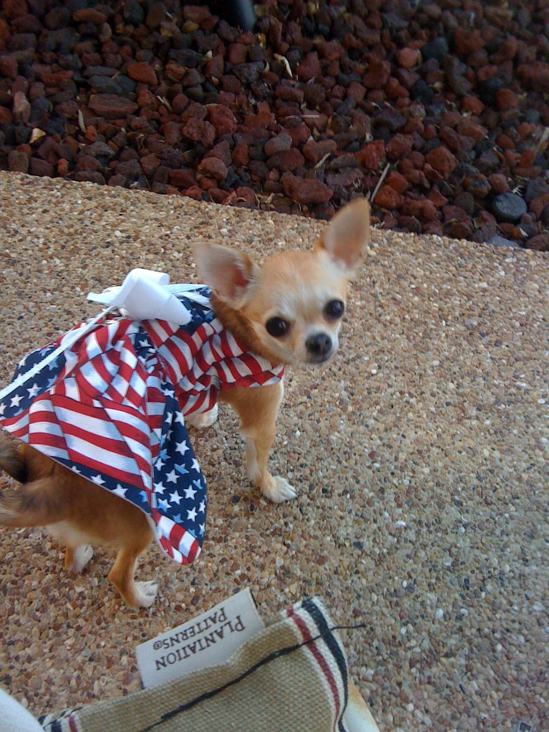 Miss America - Holiday Dog Dress