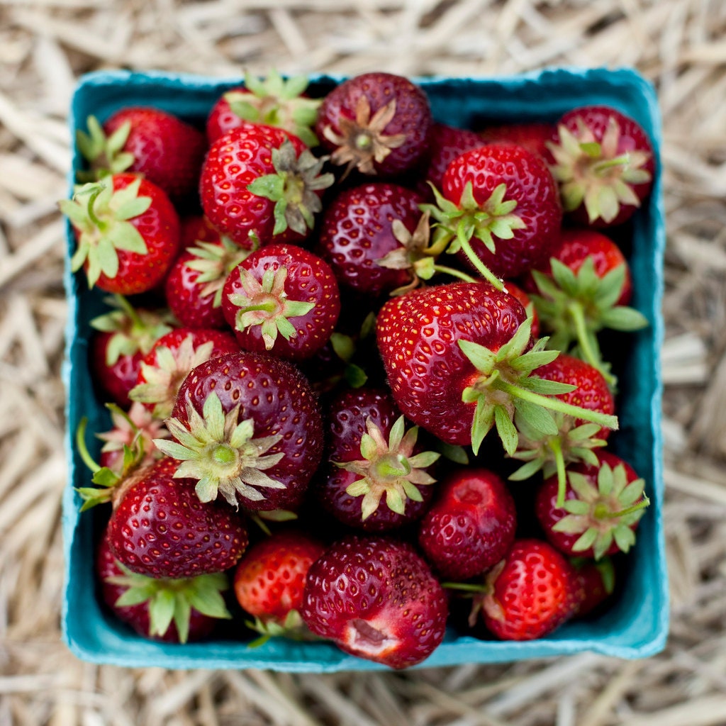 Strawberry Fields Forever - 10x10 Fine Art Photograph