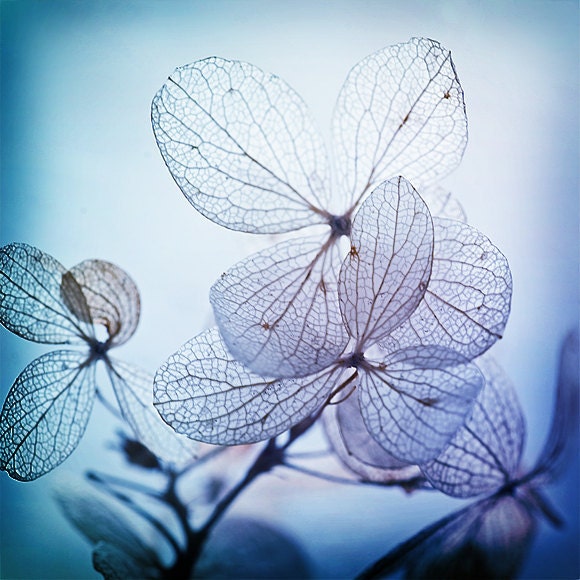 the blues, mood indigo number 2...  midnight blue hydrangea flower photograph with beautiful light, gorgeous detail and bohemian drama