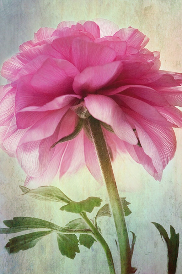 pink ranunculus... beautiful vintage botanical style flower garden photograph from Leaping Gazelle Studios
