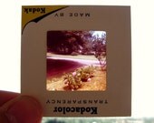 1960s - Color slide of pink flower bushes along residential street - Kodacolor