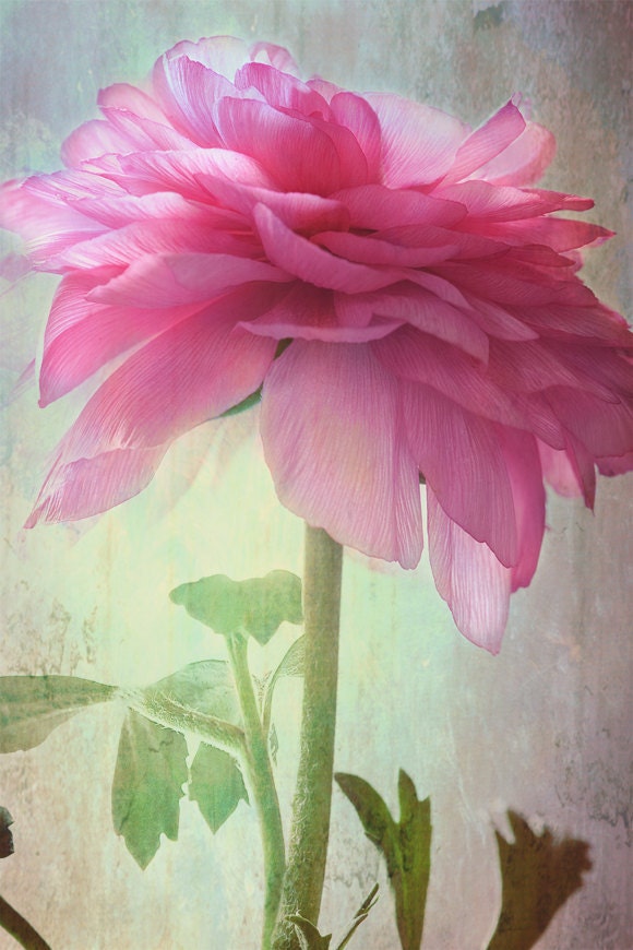 pink ranunculus the companion... beautiful vintage botanical style flower garden photograph from Leaping Gazelle Studios