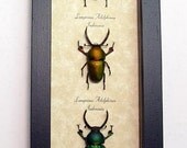 Beetles 7972
