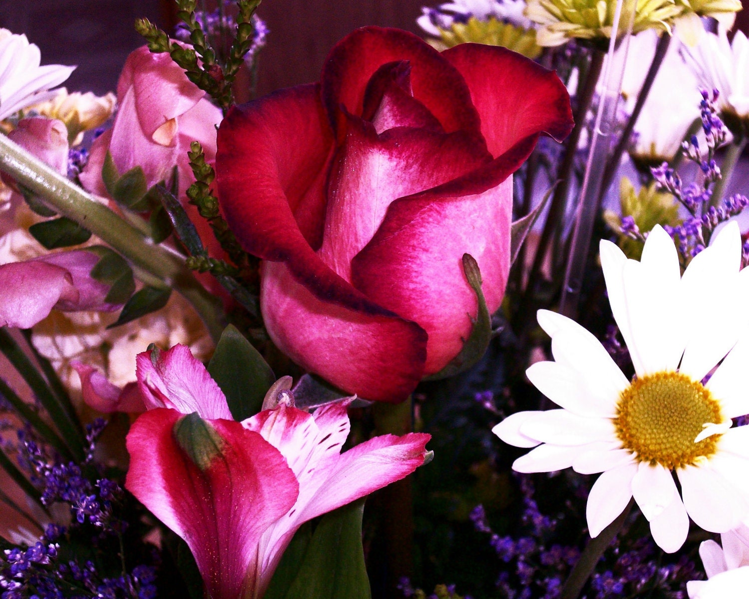 Digitally Enhanced Rose Art Photo