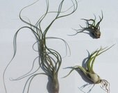 The Tentacle Air Plant Collection