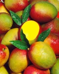 Mango Tango Handmade Shea Butter Lip Balm - All Natural - Jumbo Size