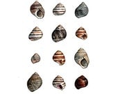 Collection of Periwinkles Watercolor Print