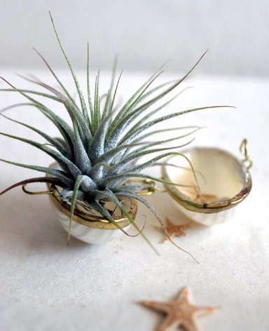 air plant . treasure  . garden