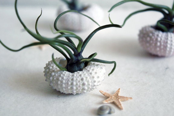 miniature . medusa . air plant  . garden