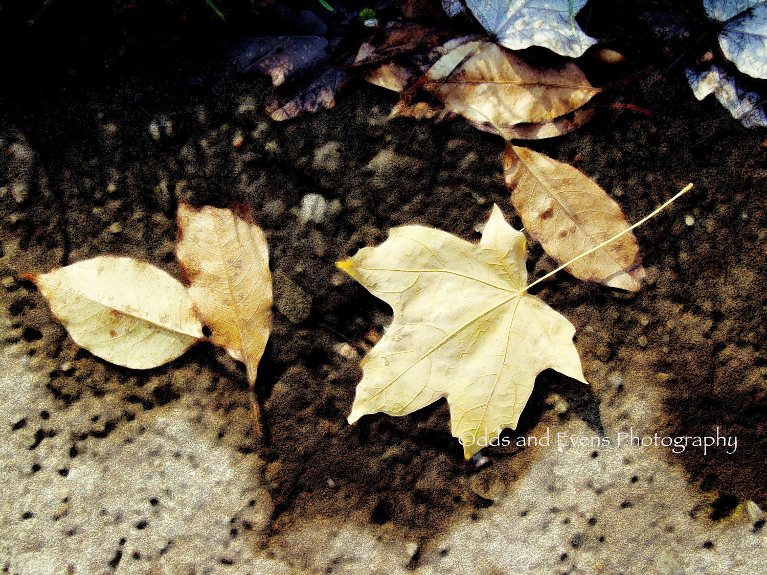 Autumn Leaves - Pennsylvania in Fall - 5x7 Fine Art Photography Print