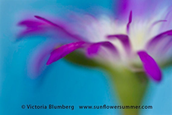 Starburst Ice Plant Flower