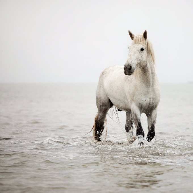 Horse photo - White horse in water, Dreamy Horse Photography, Nature, Animal, Summer, Muted - A Heart So White - Camargue Horse, France