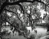 Moss on the Live Oak Fine Art B&W photography 8x10 matted IN STOCK Charleston SC Magonlia Plantation Ashley River mysterious southern trees - SCPerkinsPhotography