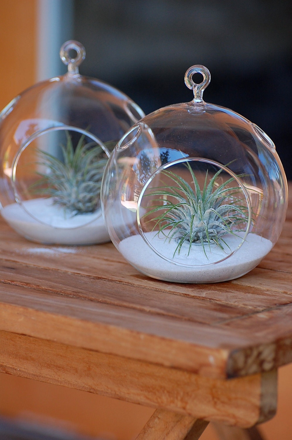 Air Plant Terrarium Glass Globe